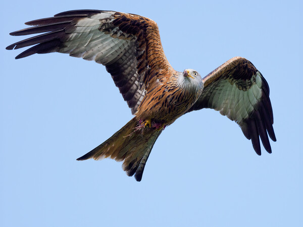Red Kite in flight. Picture Board by Tommy Dickson