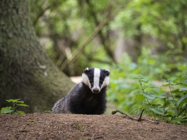 Badger in a forest in Scotland. Picture Board by Tommy Dickson