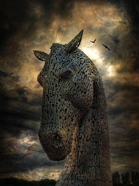 Duke, The Kelpies. Picture Board by Tommy Dickson