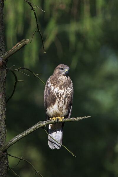 Common Buzzard. Picture Board by Tommy Dickson