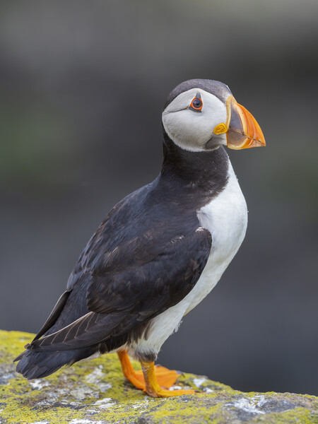 Puffin On The Isle Of May Picture Board by Tommy Dickson