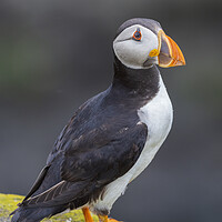 Buy canvas prints of Puffin On The Isle Of May by Tommy Dickson