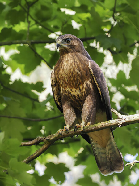 Graceful Buzzard on a Scottish Tree Picture Board by Tommy Dickson