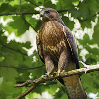 Buy canvas prints of Graceful Buzzard on a Scottish Tree by Tommy Dickson
