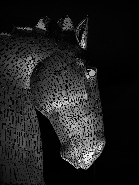 Solitary Kelpie Picture Board by Tommy Dickson
