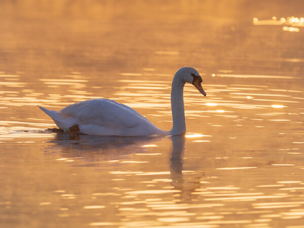 Graceful Swan on a Serene Lake at sunset. Picture Board by Tommy Dickson