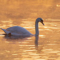 Buy canvas prints of Graceful Swan on a Serene Lake at sunset. by Tommy Dickson