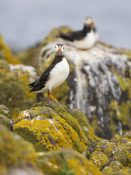 Atlantic Puffin Looking At Camera. Picture Board by Tommy Dickson