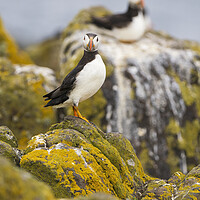 Buy canvas prints of Atlantic Puffin Looking At Camera. by Tommy Dickson