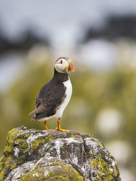 Atlantic Puffin on the Isle Of May. Picture Board by Tommy Dickson