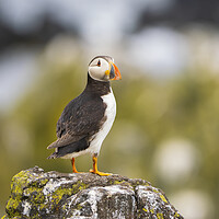 Buy canvas prints of Atlantic Puffin on the Isle Of May. by Tommy Dickson