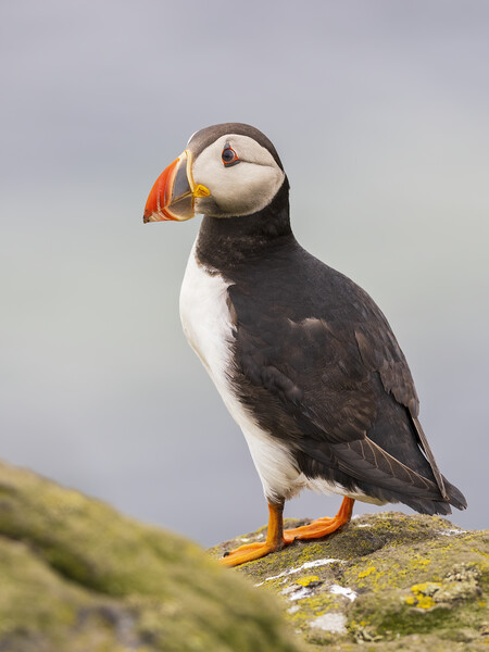 Atlantic Puffin on the Isle Of May Picture Board by Tommy Dickson