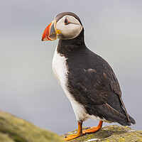 Buy canvas prints of Atlantic Puffin on the Isle Of May by Tommy Dickson