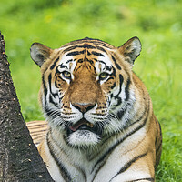 Buy canvas prints of Amur Tiger by Tommy Dickson