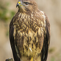 Buy canvas prints of Common Buzzard Portrait. by Tommy Dickson