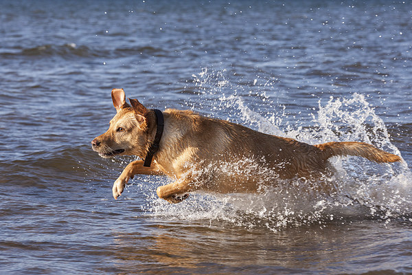 Joyous Labrador on the Beach Picture Board by Tommy Dickson