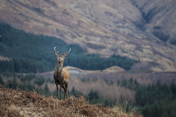 Red Deer Stag in Glen Etive Picture Board by Tommy Dickson
