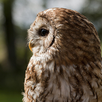 Buy canvas prints of Tawny Owl by Tommy Dickson