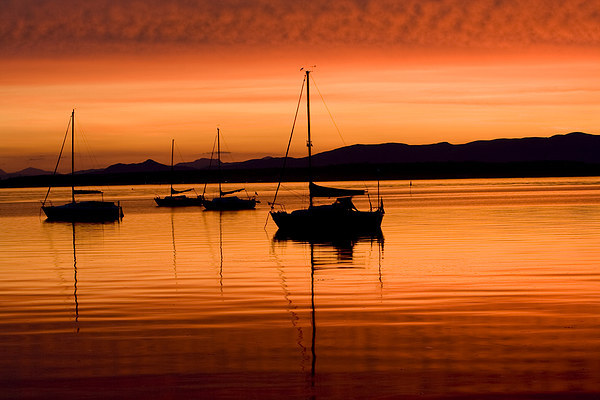 Tranquility on the Firth of Forth Picture Board by Tommy Dickson