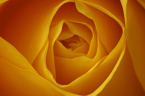 Delicate Beauty of Yellow Rose Picture Board by Tommy Dickson