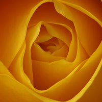 Buy canvas prints of Delicate Beauty of Yellow Rose by Tommy Dickson