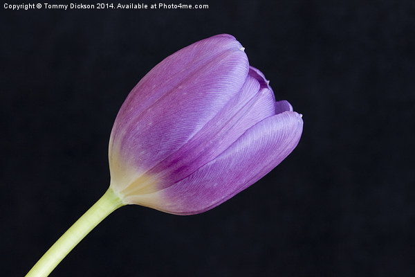 Tulip on Black Picture Board by Tommy Dickson
