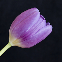 Buy canvas prints of Tulip on Black by Tommy Dickson