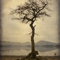 Buy canvas prints of Solitude by the Loch by Tommy Dickson