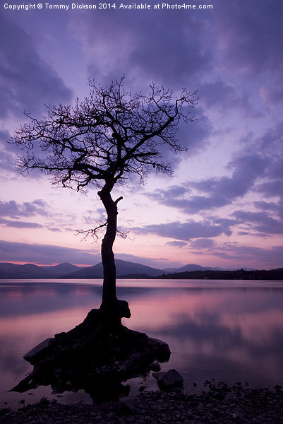 Millarochy Bay Tree, Loch Lomond.  Picture Board by Tommy Dickson