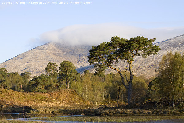 Majestic Scots Pine at Loch Tulla Picture Board by Tommy Dickson