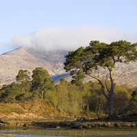 Buy canvas prints of Majestic Scots Pine at Loch Tulla by Tommy Dickson