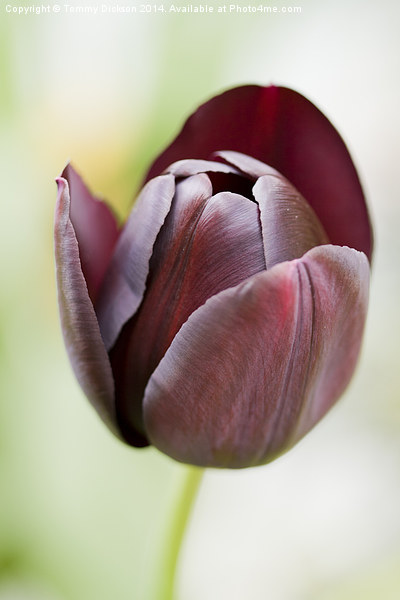 Tulip Picture Board by Tommy Dickson