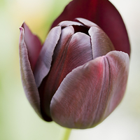 Buy canvas prints of Tulip by Tommy Dickson