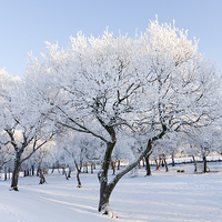 Buy canvas prints of Frosty Trees by Tommy Dickson
