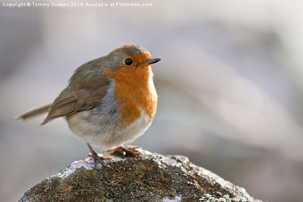 Robin Redbreast Picture Board by Tommy Dickson