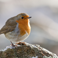 Buy canvas prints of Robin Redbreast by Tommy Dickson