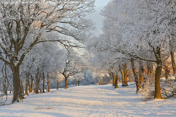 Winter tree scene. Picture Board by Tommy Dickson