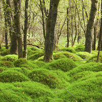 Buy canvas prints of Evergreen Moss Wonderland by Tommy Dickson