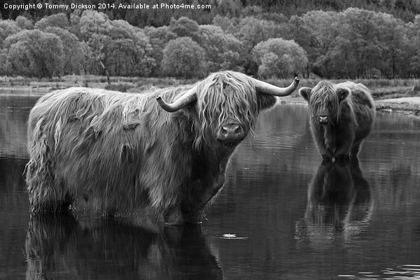 Highland Coos. Picture Board by Tommy Dickson