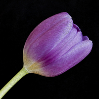 Buy canvas prints of Single Purple Tulip by Tommy Dickson