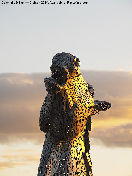 Kelpie at Sunset.  Picture Board by Tommy Dickson