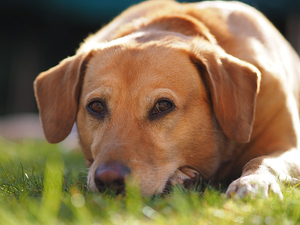 Golden Labrador Basks in Sunlight Picture Board by Tommy Dickson
