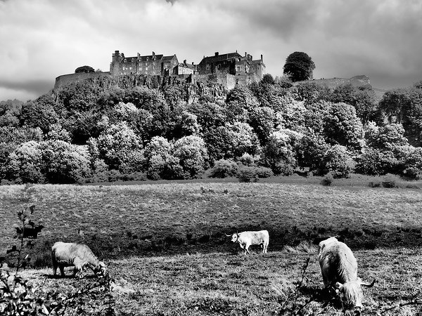  Stirling Castle, Scotland. Picture Board by Tommy Dickson