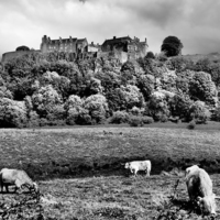 Buy canvas prints of  Stirling Castle, Scotland. by Tommy Dickson