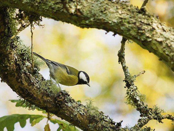  Great Tit Picture Board by Tommy Dickson