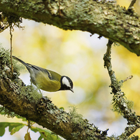 Buy canvas prints of  Great Tit by Tommy Dickson