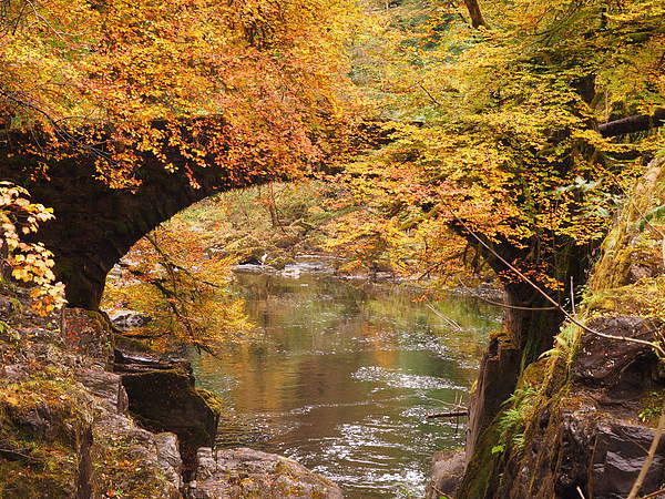 Vibrant Autumn Foliage at The Hermitage Dunkeld Picture Board by Tommy Dickson
