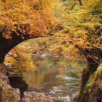Buy canvas prints of Vibrant Autumn Foliage at The Hermitage Dunkeld by Tommy Dickson