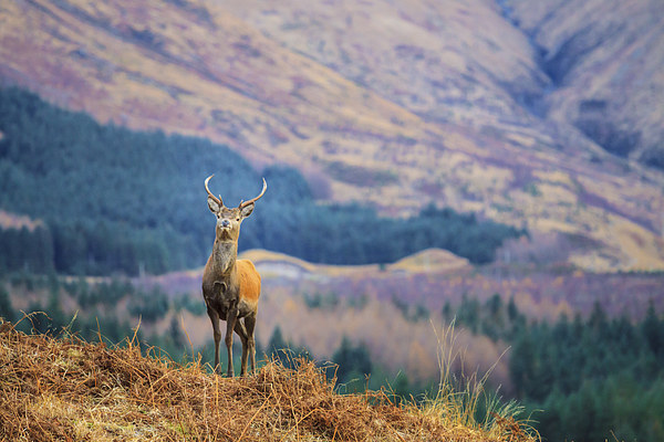  Glen Etive Stag. Picture Board by Tommy Dickson