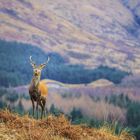 Buy canvas prints of  Glen Etive Stag. by Tommy Dickson